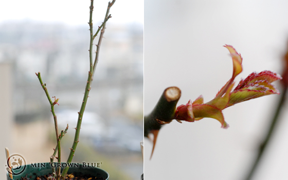 Min グラウン・ブルーの新芽